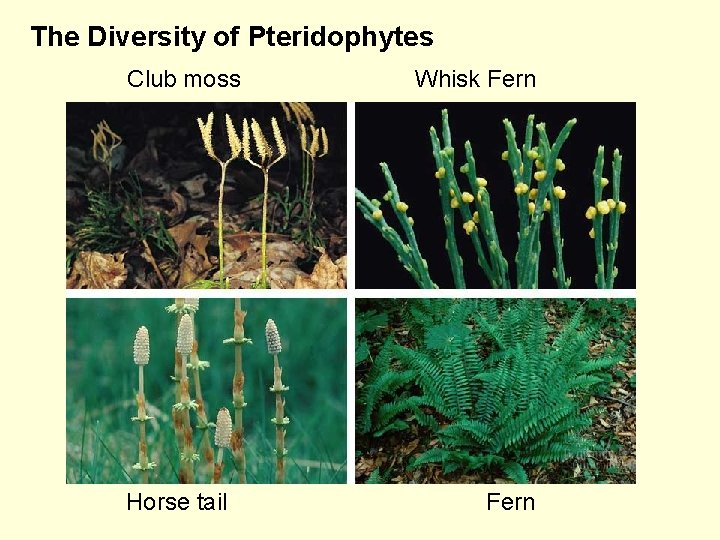 The Diversity of Pteridophytes Club moss Horse tail Whisk Fern 