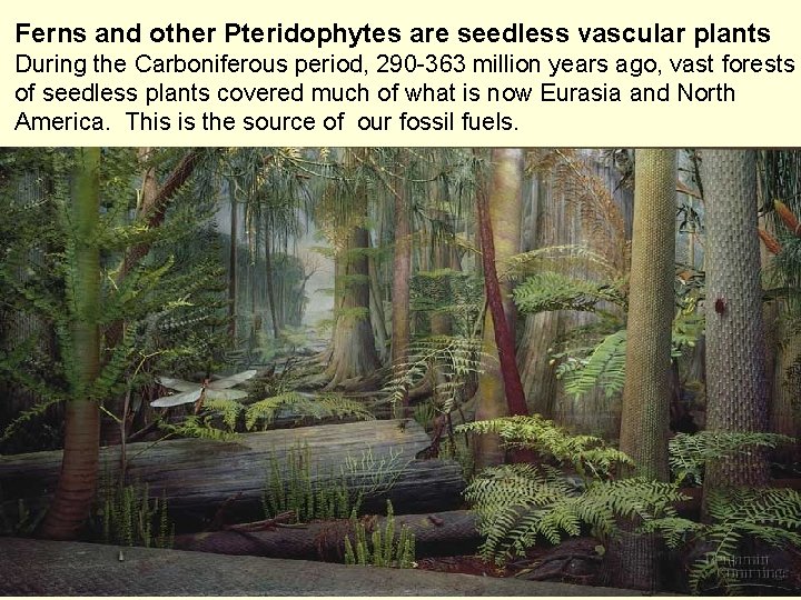Ferns and other Pteridophytes are seedless vascular plants During the Carboniferous period, 290 -363