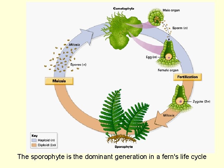 The sporophyte is the dominant generation in a fern's life cycle 