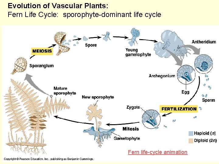 Evolution of Vascular Plants: Fern Life Cycle: sporophyte-dominant life cycle Fern life-cycle animation 