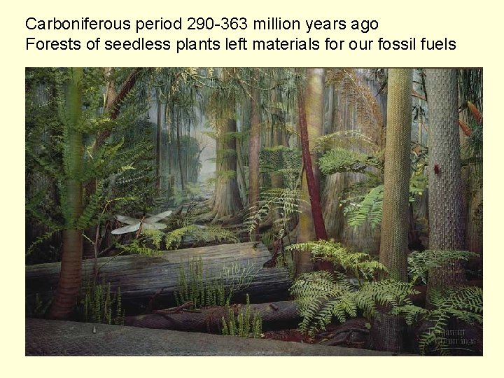 Carboniferous period 290 -363 million years ago Forests of seedless plants left materials for