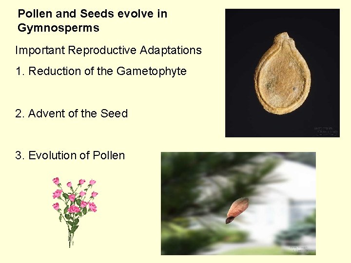 Pollen and Seeds evolve in Gymnosperms Important Reproductive Adaptations 1. Reduction of the Gametophyte