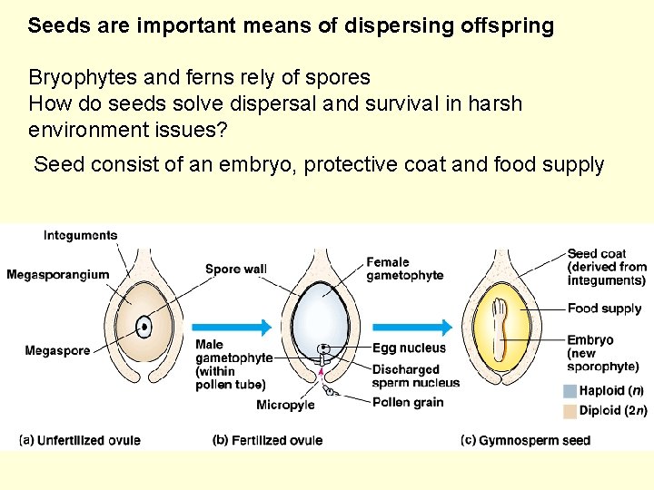 Seeds are important means of dispersing offspring Bryophytes and ferns rely of spores How