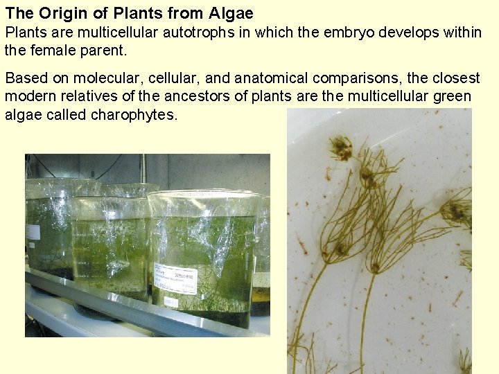 The Origin of Plants from Algae Plants are multicellular autotrophs in which the embryo