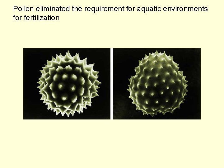 Pollen eliminated the requirement for aquatic environments for fertilization 