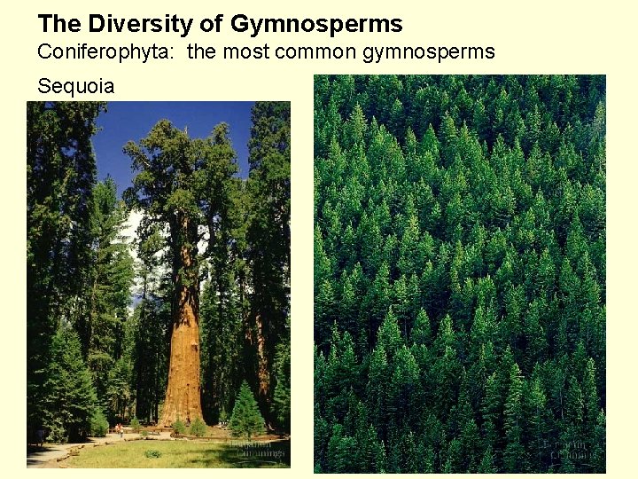 The Diversity of Gymnosperms Coniferophyta: the most common gymnosperms Sequoia 