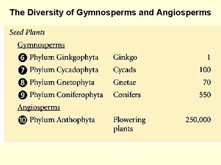 The Diversity of Gymnosperms and Angiosperms 