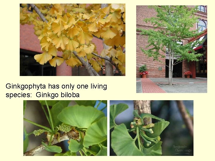 Ginkgophyta has only one living species: Ginkgo biloba 