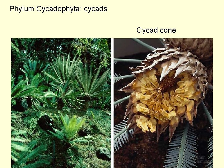 Phylum Cycadophyta: cycads Cycad cone 