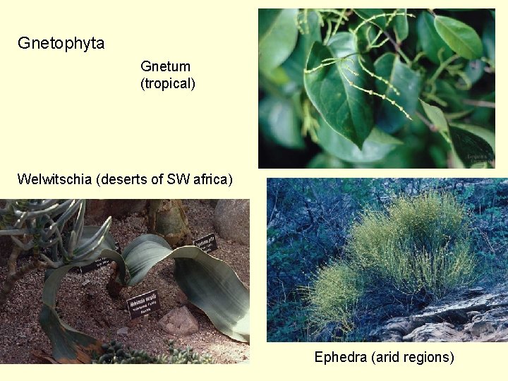 Gnetophyta Gnetum (tropical) Welwitschia (deserts of SW africa) Ephedra (arid regions) 