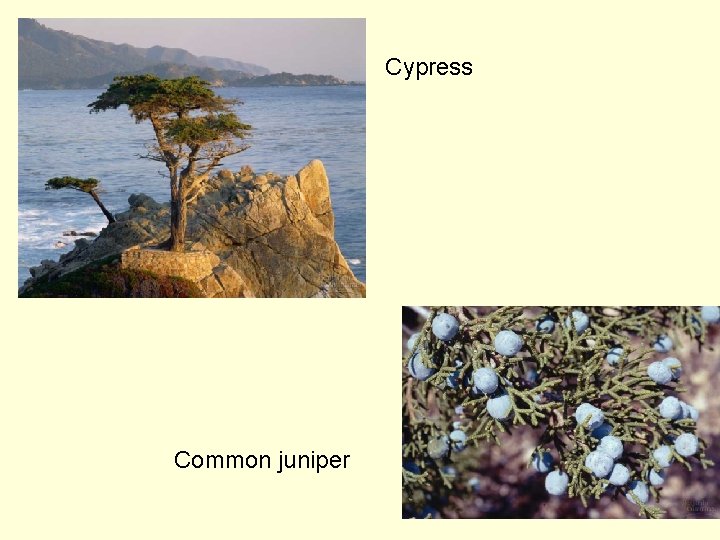 Cypress Common juniper 