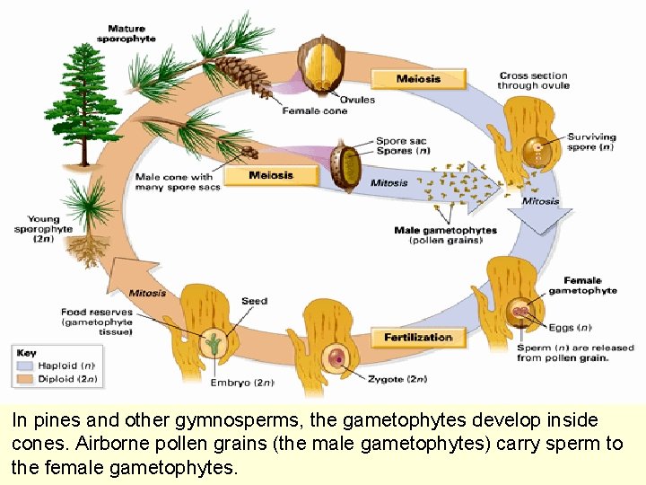 In pines and other gymnosperms, the gametophytes develop inside cones. Airborne pollen grains (the