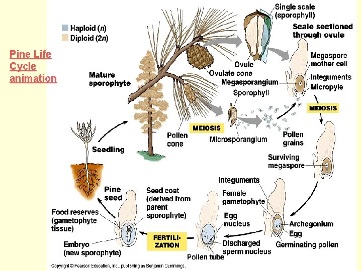 Pine Life Cycle animation 