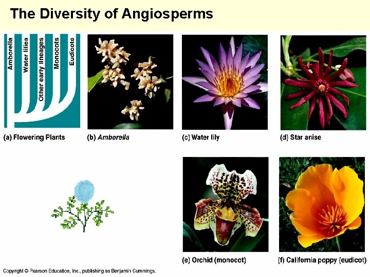 The Diversity of Angiosperms 