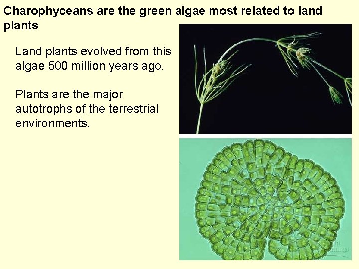 Charophyceans are the green algae most related to land plants Land plants evolved from