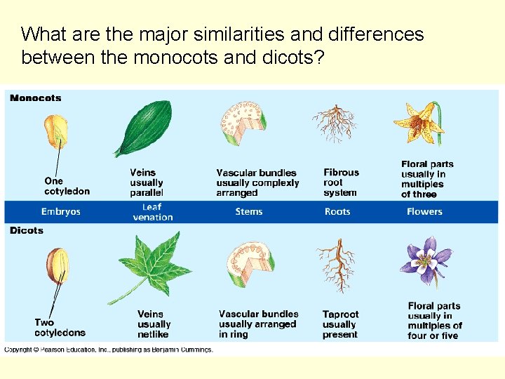 What are the major similarities and differences between the monocots and dicots? 