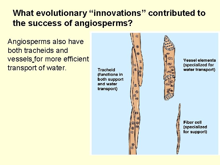 What evolutionary “innovations” contributed to the success of angiosperms? Angiosperms also have both tracheids