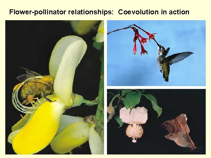 Flower-pollinator relationships: Coevolution in action 