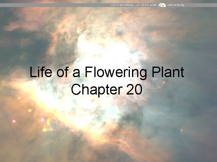 Life of a Flowering Plant Chapter 20 