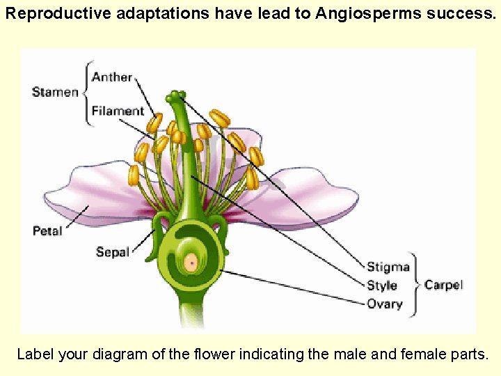 Reproductive adaptations have lead to Angiosperms success. Label your diagram of the flower indicating