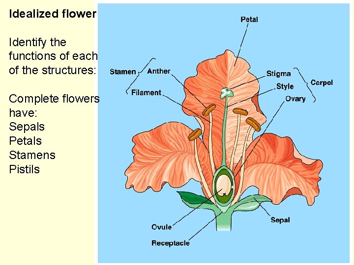 Idealized flower Identify the functions of each of the structures: Complete flowers have: Sepals