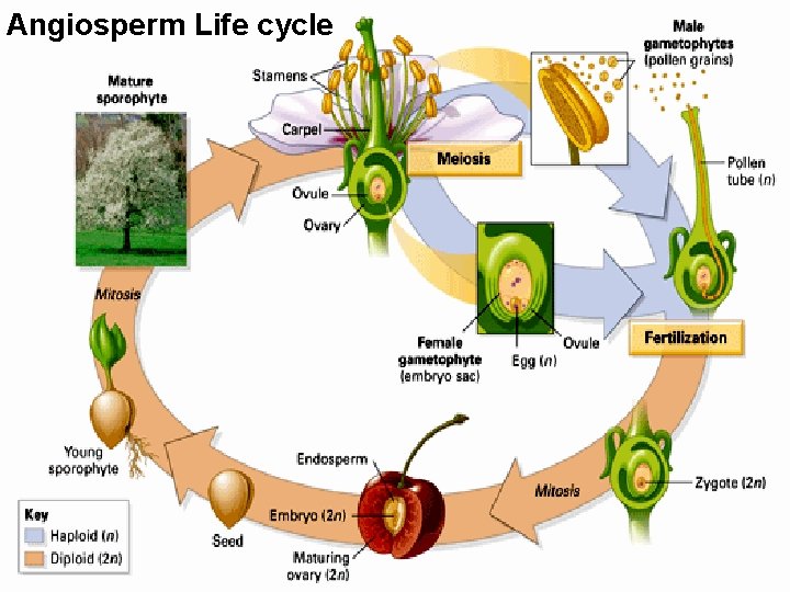 Angiosperm Life cycle 