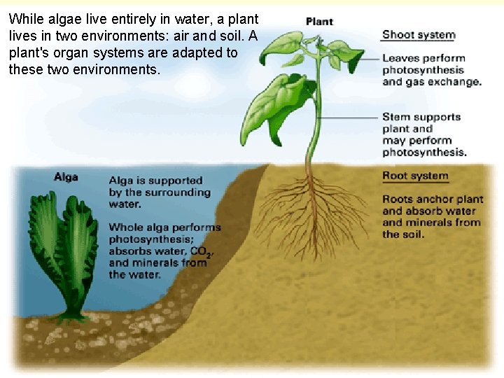 While algae live entirely in water, a plant lives in two environments: air and