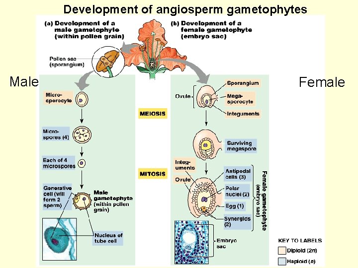 Development of angiosperm gametophytes Male Female 