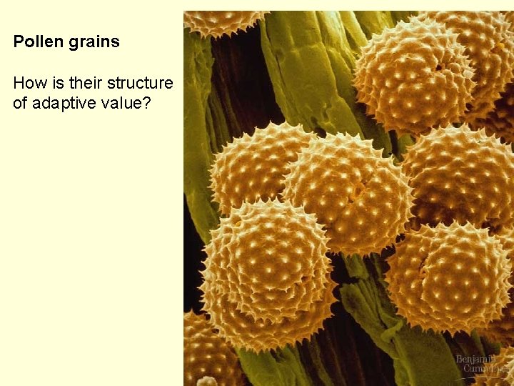 Pollen grains How is their structure of adaptive value? 