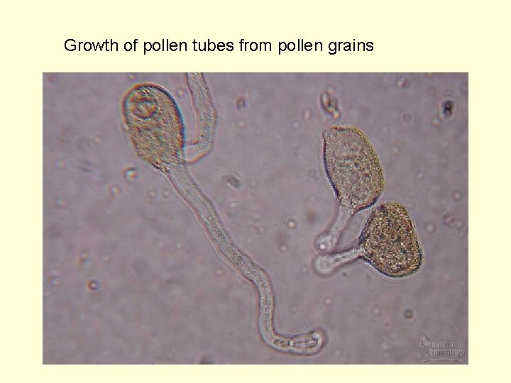 Growth of pollen tubes from pollen grains 