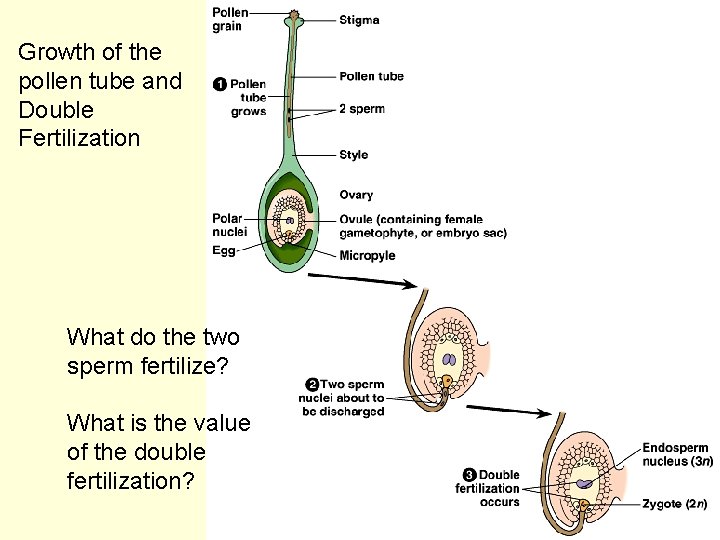 Growth of the pollen tube and Double Fertilization What do the two sperm fertilize?