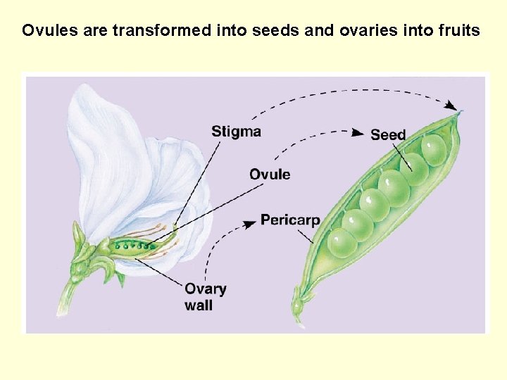 Ovules are transformed into seeds and ovaries into fruits 