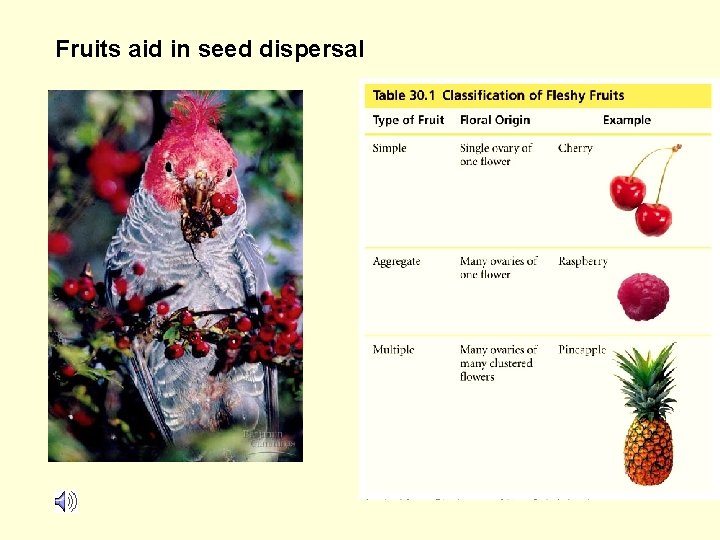 Fruits aid in seed dispersal 