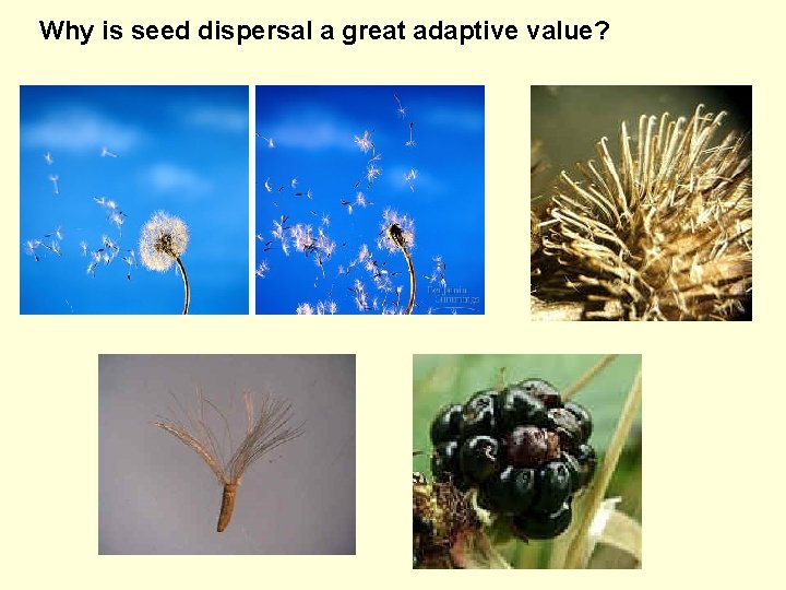 Why is seed dispersal a great adaptive value? 