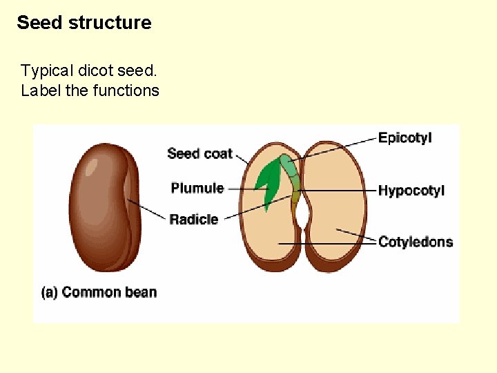 Seed structure Typical dicot seed. Label the functions 