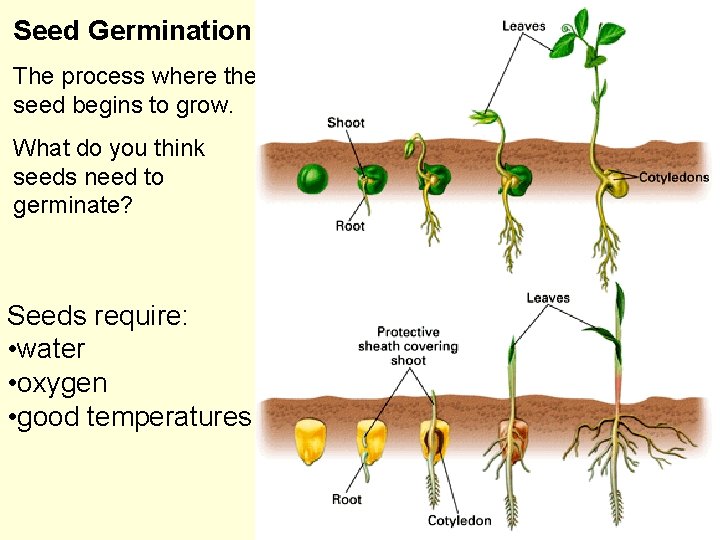Seed Germination The process where the seed begins to grow. What do you think