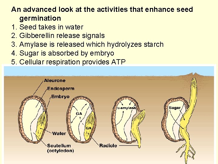 An advanced look at the activities that enhance seed germination 1. Seed takes in