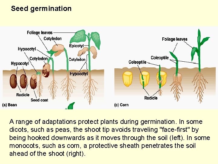 Seed germination A range of adaptations protect plants during germination. In some dicots, such