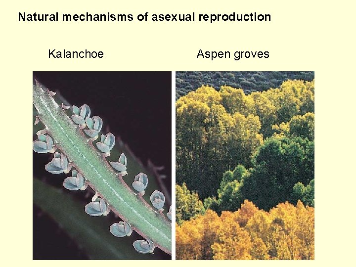 Natural mechanisms of asexual reproduction Kalanchoe Aspen groves 