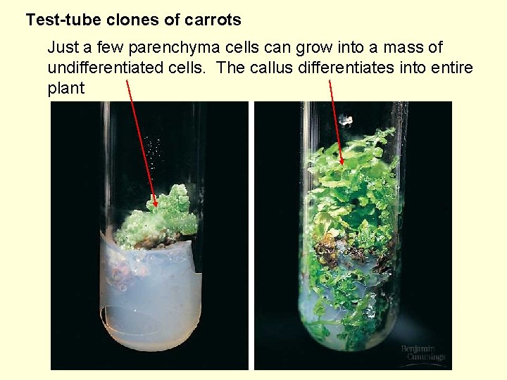 Test-tube clones of carrots Just a few parenchyma cells can grow into a mass