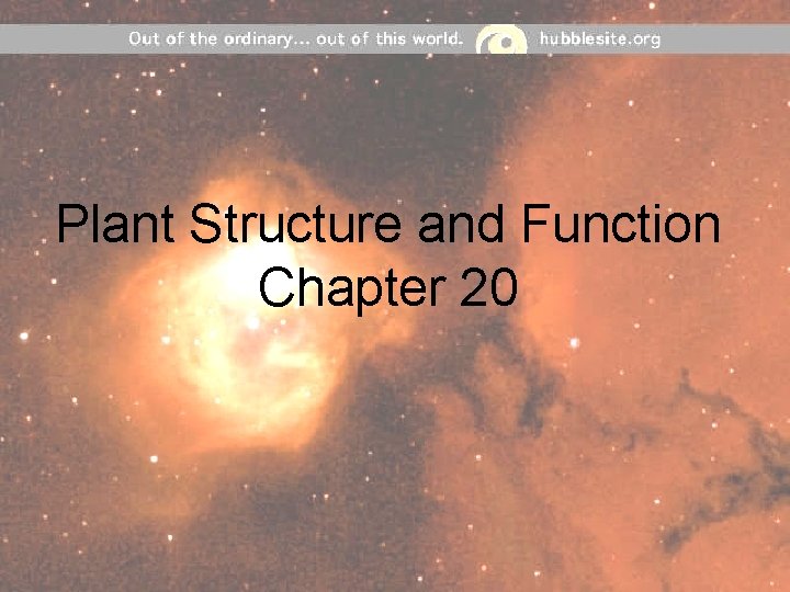 Plant Structure and Function Chapter 20 