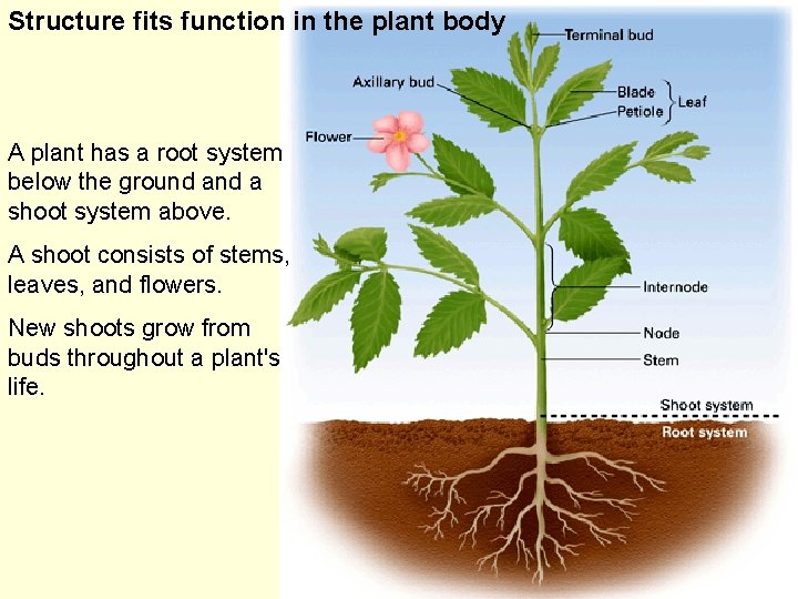 Structure fits function in the plant body A plant has a root system below