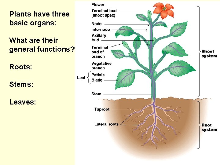 Plants have three basic organs: What are their general functions? Roots: Stems: Leaves: 