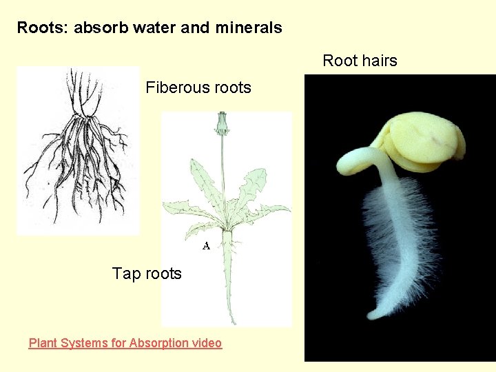 Roots: absorb water and minerals Root hairs Fiberous roots Tap roots Plant Systems for