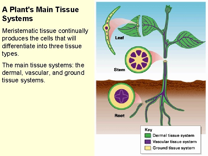 A Plant's Main Tissue Systems Meristematic tissue continually produces the cells that will differentiate