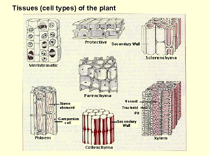 Tissues (cell types) of the plant 