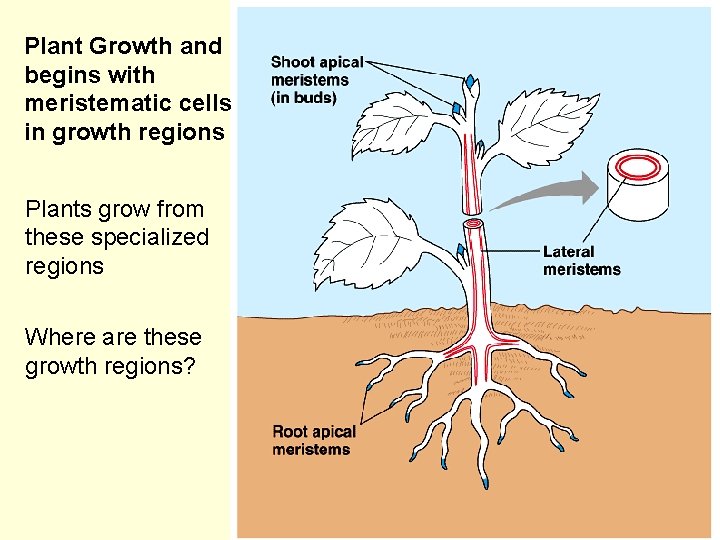 Plant Growth and begins with meristematic cells in growth regions Plants grow from these