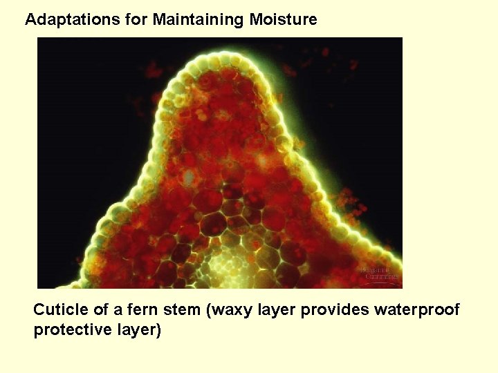 Adaptations for Maintaining Moisture Cuticle of a fern stem (waxy layer provides waterproof protective