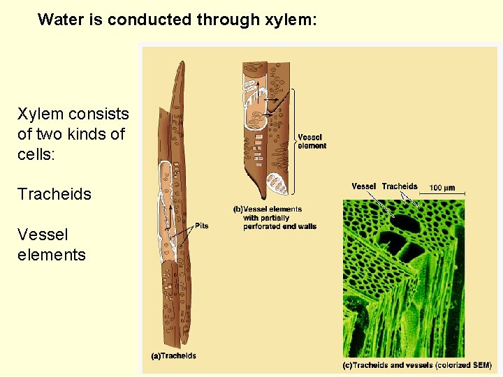 Water is conducted through xylem: Xylem consists of two kinds of cells: Tracheids Vessel