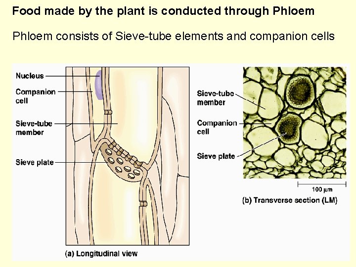 Food made by the plant is conducted through Phloem consists of Sieve-tube elements and